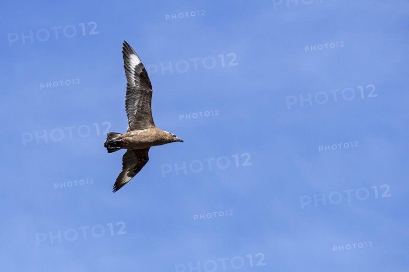 Great skua
