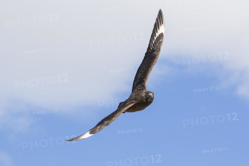 Great skua