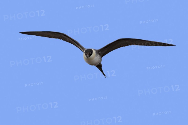 Long-tailed skua