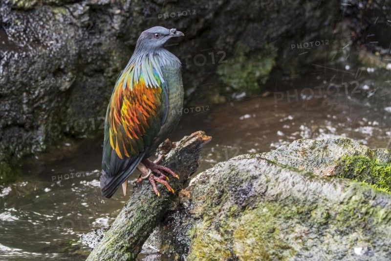 Nicobar pigeon