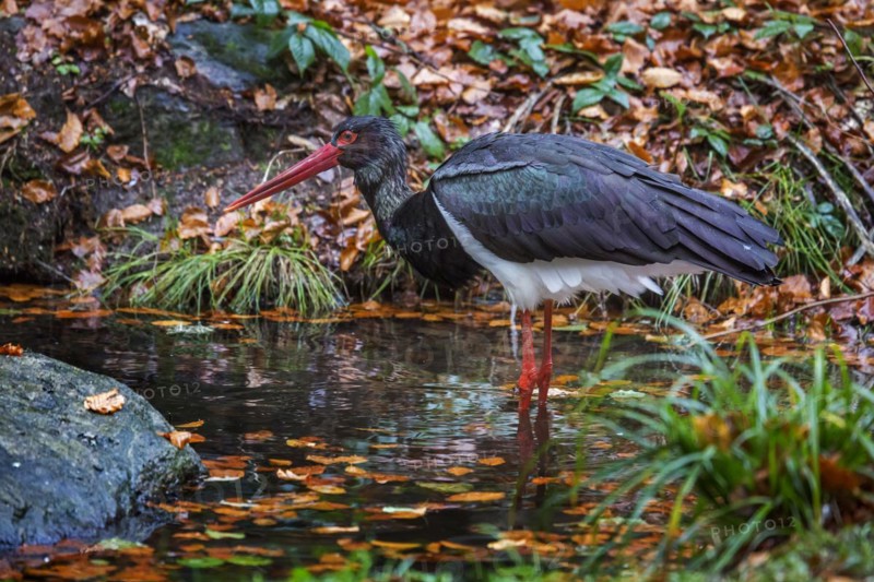 Black stork