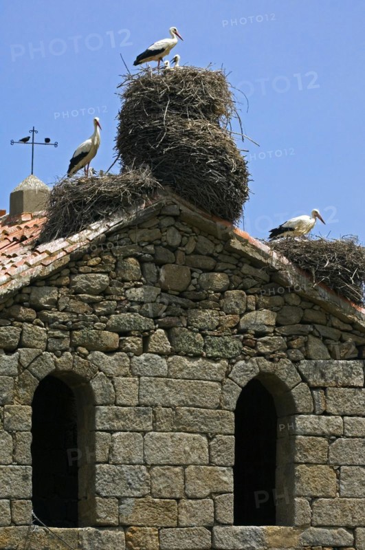 White storks