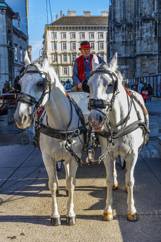 Two-horse hackney carriage with resting coachman at St. Stephen's Cathedral