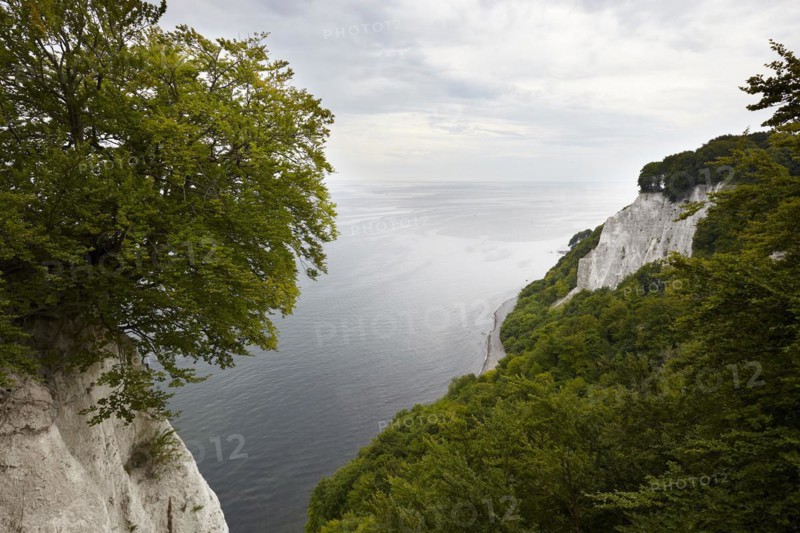 Chalk cliffs with beech forest on the Baltic coast
