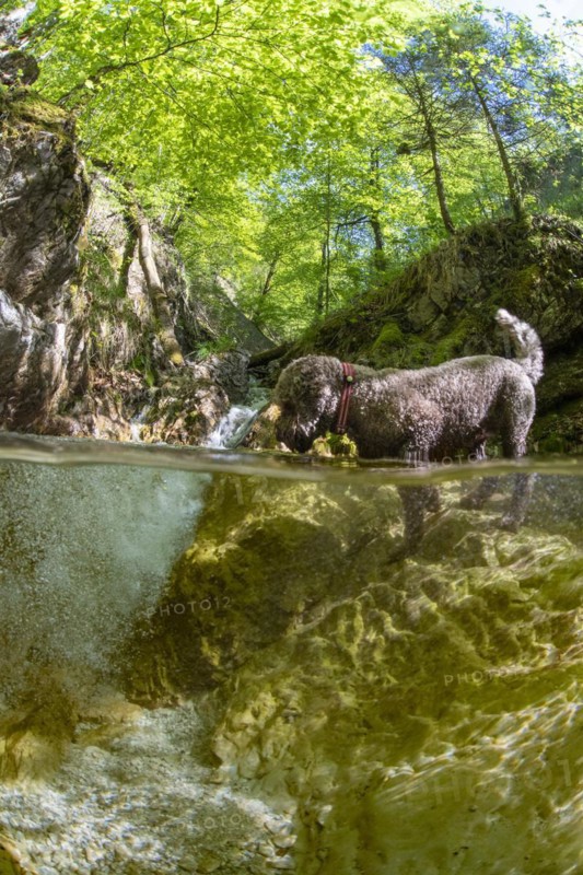 Underwater photo of a mountain stream in the Limestone Alps National Park with domestic dog Lagotto Romagnolo