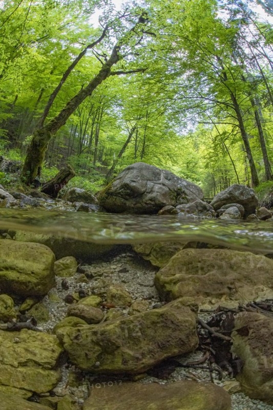 Underwater photo in a mountain stream in the Kalkalpen National Park