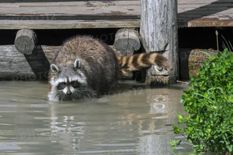 Common raccoon