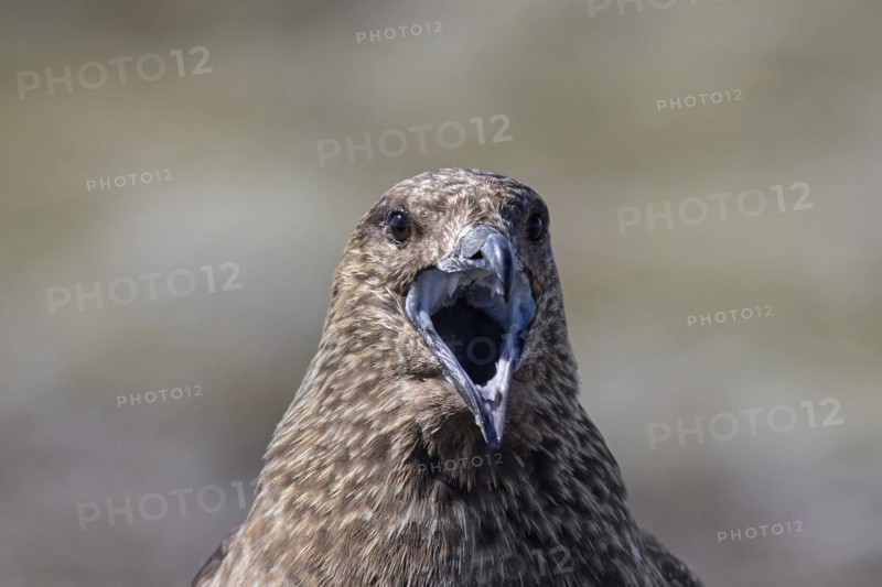 Close up of great skua
