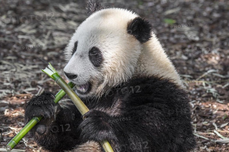 Young two year old giant panda