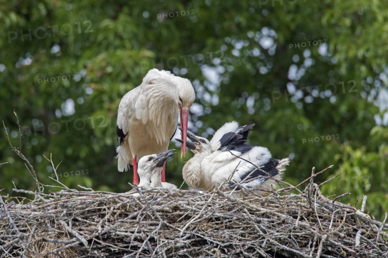 White storks