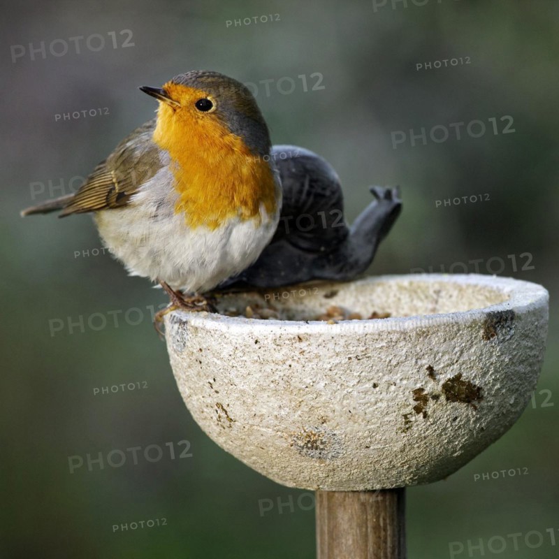 European Robin