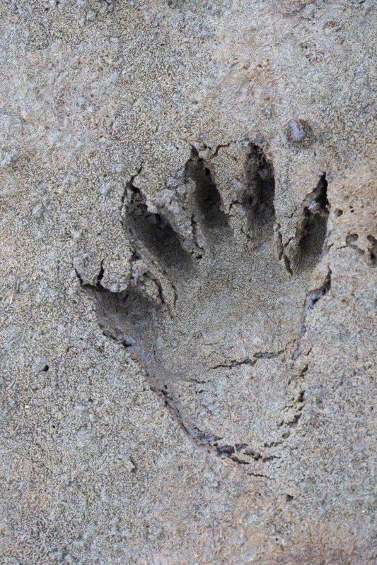 North American raccoon