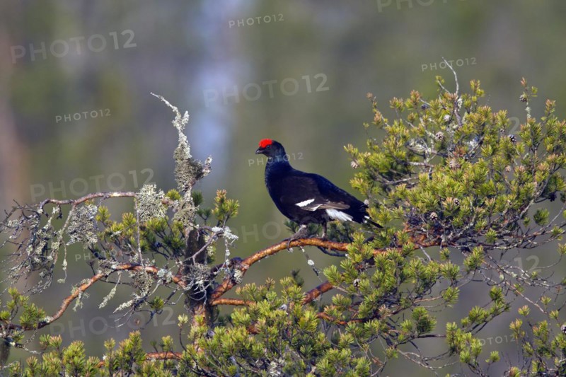 Black grouse