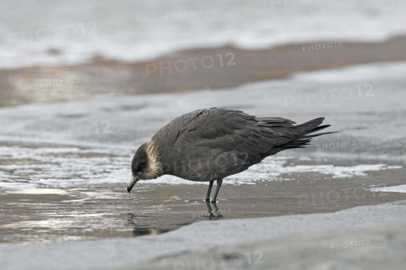 Arctic skua