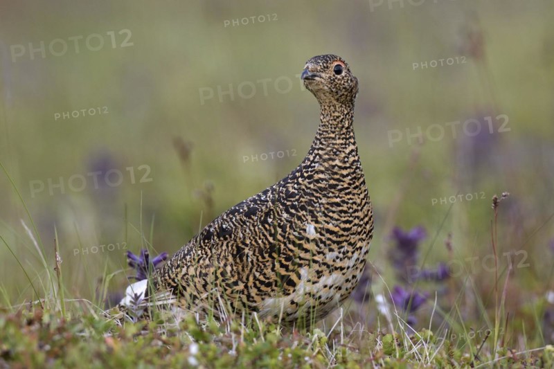 Icelandic rock ptarmigan
