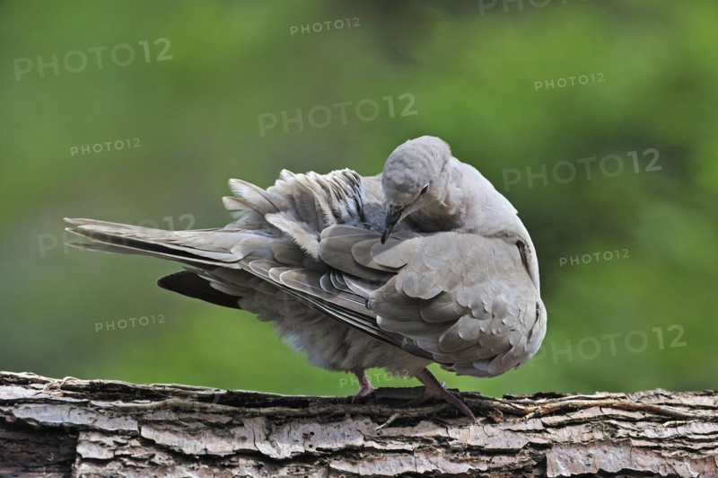 Eurasian collared dove