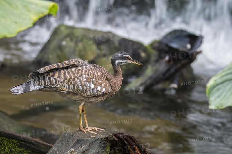 Sunbittern
