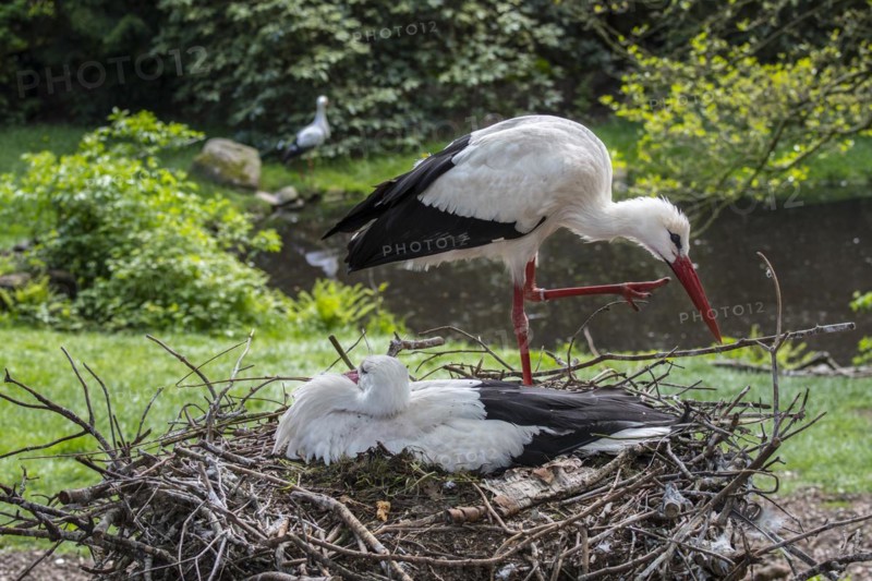 White stork