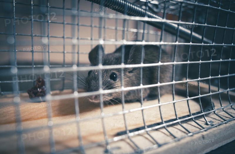 A mouse sits in a live trap for mice in Berlin. 18.04.2023.