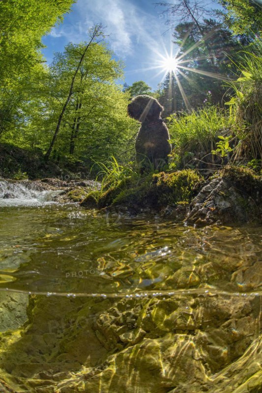 Underwater photo of a mountain stream in the Limestone Alps National Park with domestic dog Lagotto Romagnolo