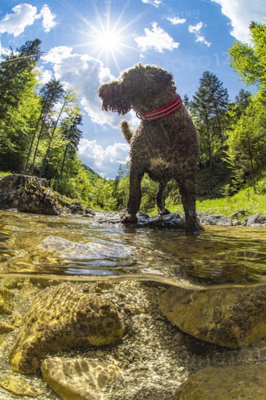 Underwater photo of a mountain stream in the Limestone Alps National Park with domestic dog Lagotto Romagnolo