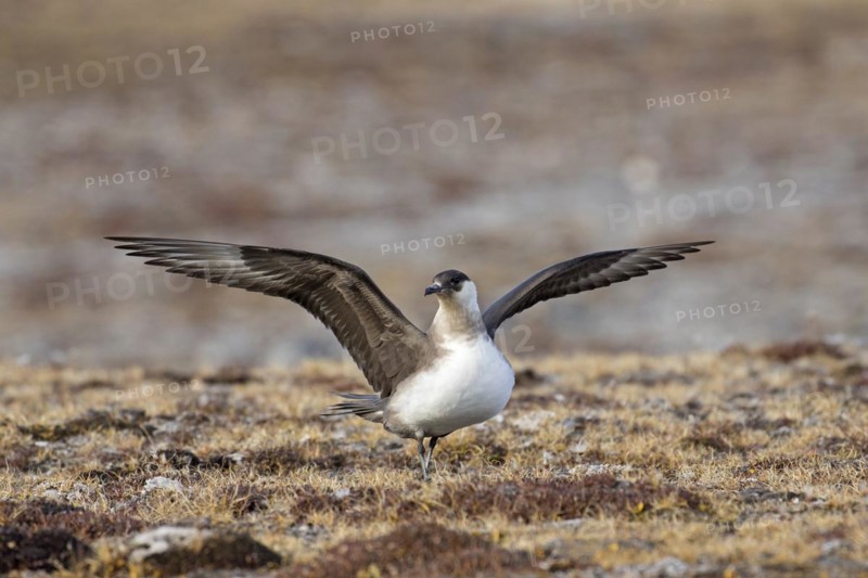 Arctic skua