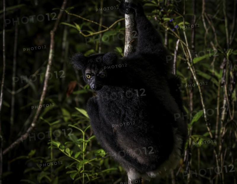 Indri