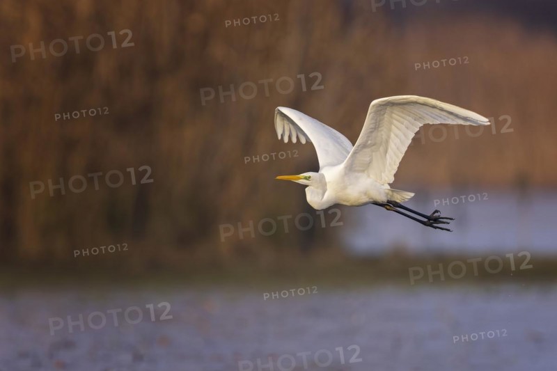 Great egret