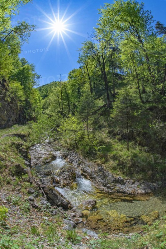 Mountain stream in the Kalkalpen National Park