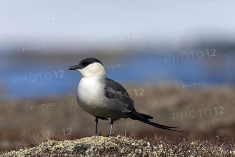Long-tailed skua