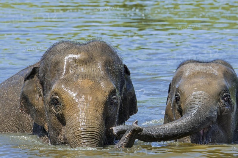 Asian elephant