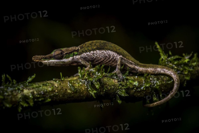 A male bicoloured chameleon
