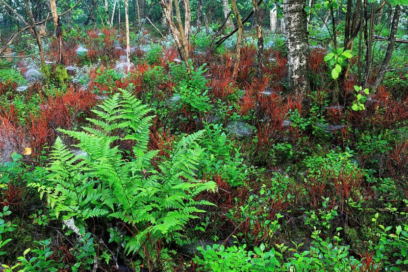 Worm fern