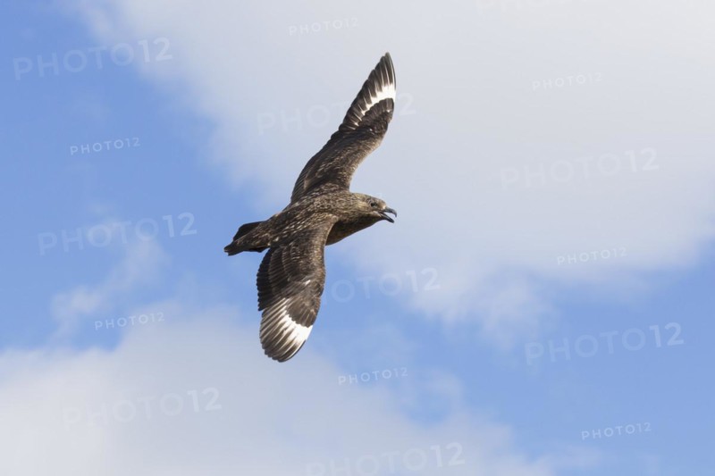 Great skua