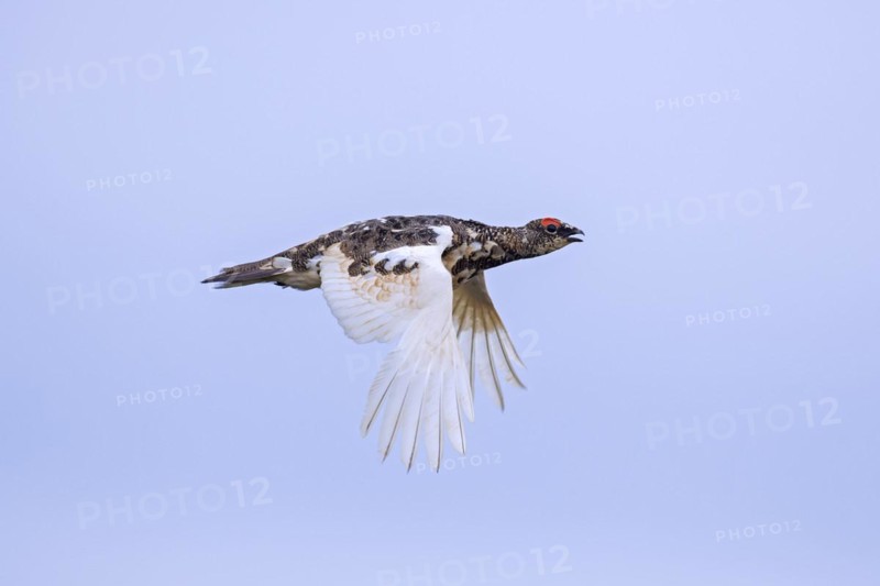 Icelandic rock ptarmigan