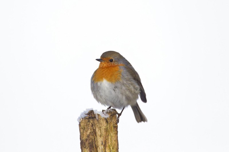 European robin
