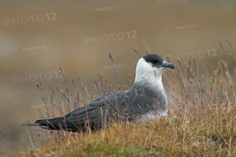 Arctic skua
