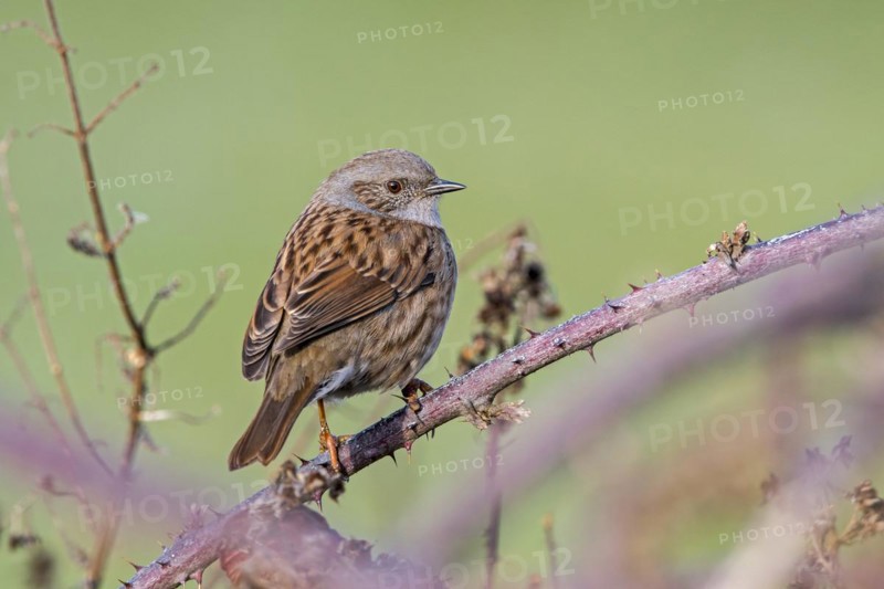 Dunnock