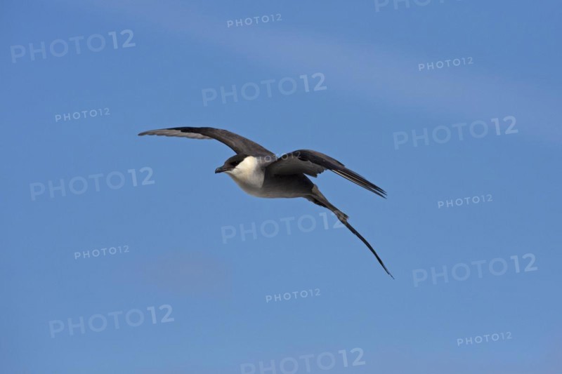 Long-tailed skua