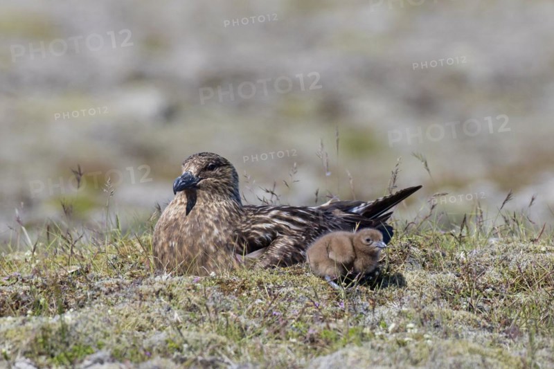 Great skua