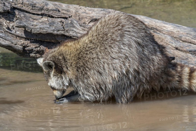 Common raccoon