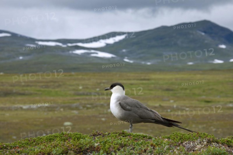 Long-tailed Jaeger
