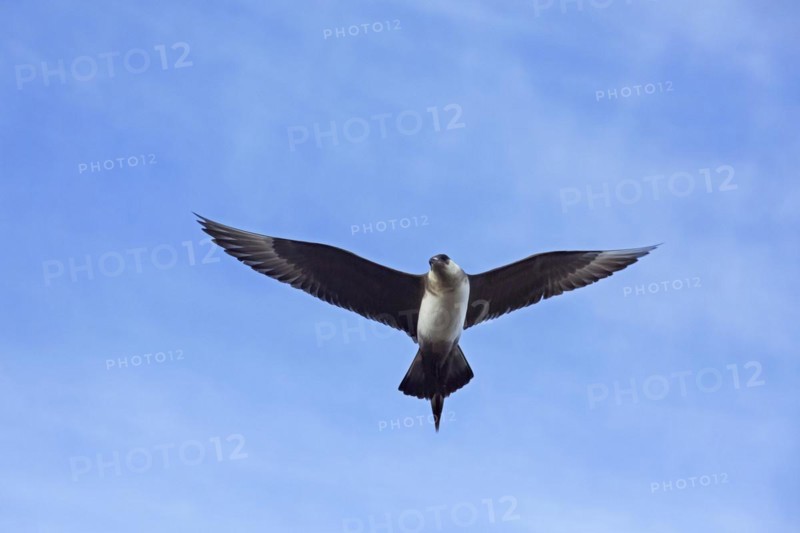 Arctic skua