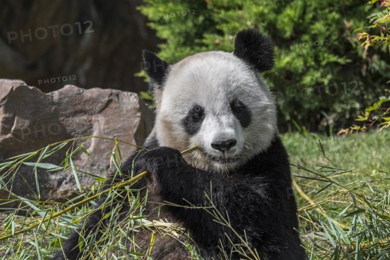 Close up of giant panda