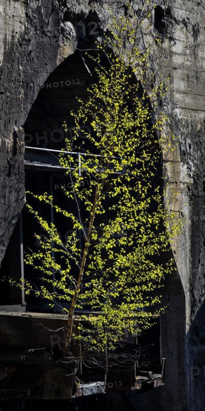 Birch as industrial pioneer