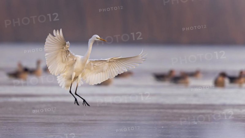 Great egret