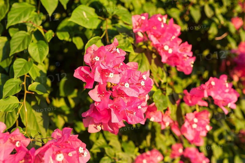 Hydrangea