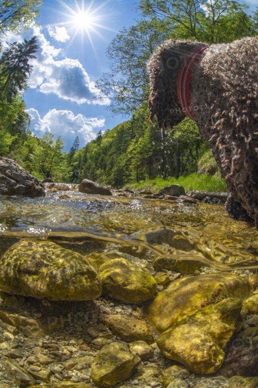 Underwater photo of a mountain stream in the Limestone Alps National Park with domestic dog Lagotto Romagnolo