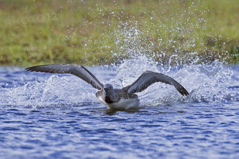 Red-throated loon
