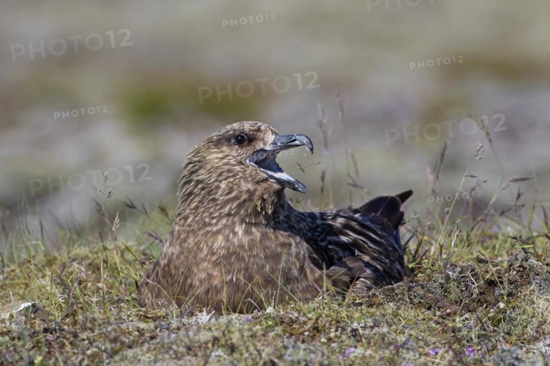 Nesting great skua